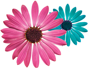 WPFTorg's profile picture. Volunteers who partner with MD Anderson - Orlando to defeat cancer and save lives. We work hard & have fun in golf, tennis, rowing, & dragon boating.