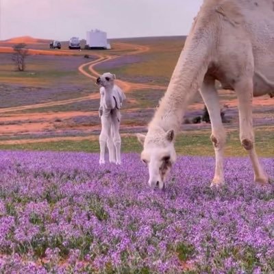 AAzz224466's profile picture. أذكروا الله يذكركم