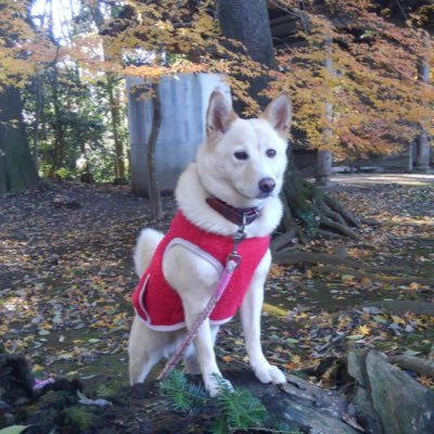 bskrey's profile picture. Bリーグ～学生バスケ観戦
宇都宮ブレックス  越谷アルファーズ 筑波大学バスケットボール部 セクードゥムブヤ