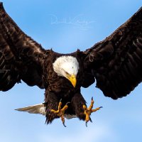 SKY EAGLE (@skyeagle_007) 's Twitter Profile