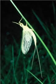 mayflygal's profile picture. Addicted to fly-fishing. Partial to streams, small light-weight rods, and tiny flies.