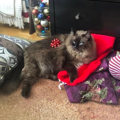 Lil_DarkCloud's profile picture. Hubby’s Little Dark Cloud. Ambivert. Wannabe writer. Mostly here for politics/issues. Every Child Matters. BLM. 🌈 Ally. No lists!