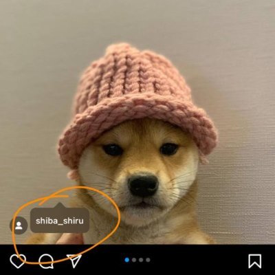 Shiru,the name of  dogwifhat || https://t.co/U8ZM0FNnhz