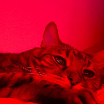 Kalvish Profile