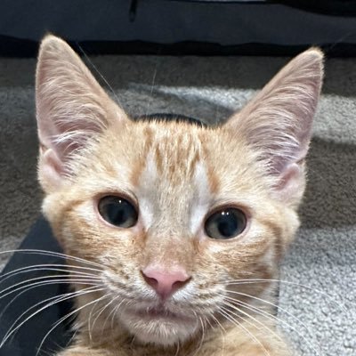 KarenW__CatLady's profile picture. Retired Grumpy Cat Lady. Novid 😷 💉