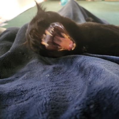 RebelliousRuby7's profile picture. Please don't DM if you're selling something, and I will not give any info that's not on my profile. No solicitation of any kind.