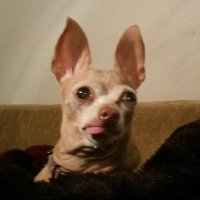 Lisa Andrews (@lisaand53493929) 's Twitter Profile