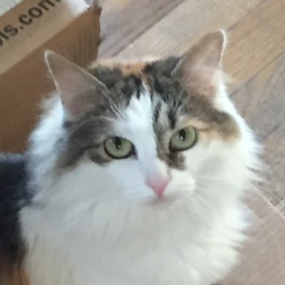 FrisbeeLFloof Profile Picture