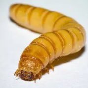 💧Not actually a MealWorm Profile