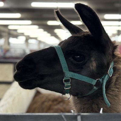 Carceral Urbanist. We mostly believe the things we do for reasons unrelated to our internal reasoning. Yes- I know that's one of our goats and not a llama.