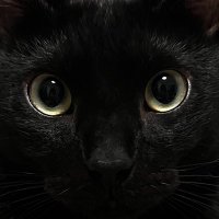 ちい (@nomuzocora) 's Twitter Profile
