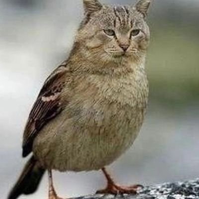 ADRIAN59193747's profile picture. 