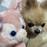 asakoo4's profile picture. 🏓2チワ1アメショ🐈リコー中村光人くん推しです✨2025.9.20チワワ弟琥珀がお空に還りました🌈