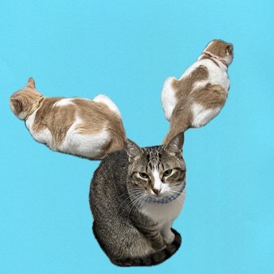 20_the_Thief's profile picture. ねこばか。 「平山あや平謝り」「平山あやヒマラヤで平謝り」という早口言葉を日本で最初に言いはじめました