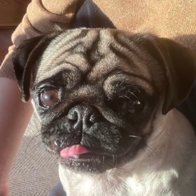 sauna_pug's profile picture. 社労士の勉強中 簿記論2級持ち　地方公務員