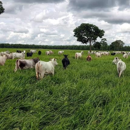 Engenheiro Agrônomo Msc e Pecuarista .. 
Mostrando como a Pecuária além de não ser vilã , contribui para um 🌎 melhor..
Produzir comida preservando a Natureza..