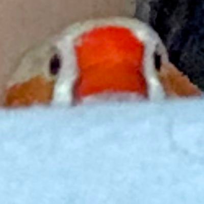 オタクのおばさんと錦華鳥たちの日記
🐥⸒⸒ いとちゃん23.9.6🌈
🐦 秋22年生まれ?
🐦 こっこ(虎太朗) 24.2月?
🐦 アナベルさつき、勘太リリー 24.5月生まれ?
🐦 五右衛門、Tスピン、パピ子 25.1.27
🐤 のんた、ういろう、ぱやお25.6.6,7