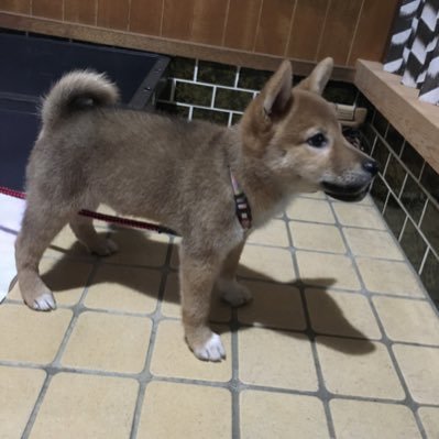 長岡市在住/柴犬 好き/乗り鉄/アルビレックス新潟、阪神タイガースを応援しています。無言フォロー失礼します。無言フォロー歓迎