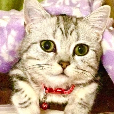 シネマセラピスト®瀬川菜月。マスコミ行政WEBコラボセミナー提供中 🐈⬛共棲みは9才マンチカン🐈⬛投資家 🩷大相撲が大好き!❤️二子山部屋箱推し!❤️桂源太&天吾、喬路くん、志ん朝師…贔屓の噺家さんを新しく開拓中❤️落語好き❤️子どもたちが夢を笑顔で叶えられる日本政治を願っています*無言フォロー失礼いたします