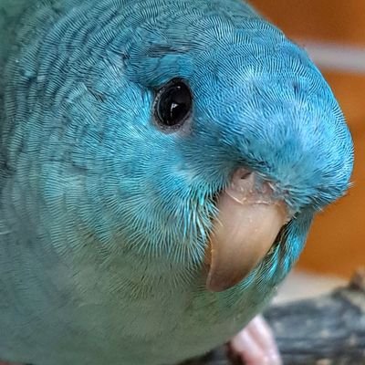 サザナミインコ(出雲 5歳 ターコイズブルー)と暮らしています。イキモノ大好きです!鳥飼いさん仲良くして下さい。趣味は絵画と麻雀です😊