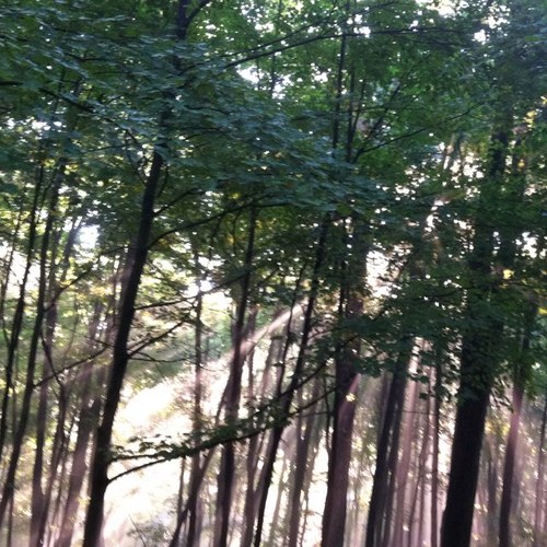 breillylynch's profile picture. 