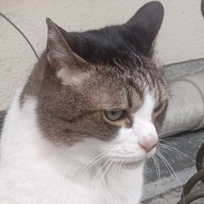 JqNpy1's profile picture. BLEACHをディスる係です。プロフィールのねこは排便中です。女の敵は女と言う男が女の敵です。女性差別と植民地主義に右も左もない。
アロマンティックでアセクシャルの非バイナリーの性的マイノリティですお