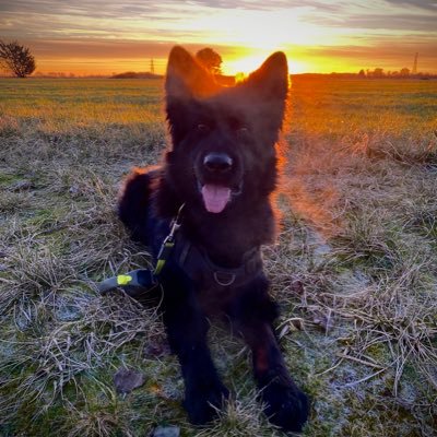 PD Tyler will be keeping you safe around the TVP and Hampshire Police areas with his human mum Sgt Dainty.