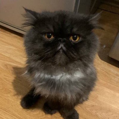 froom58294897's profile picture. trencher