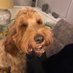 Jackson Labradoodle. Cheeky boy and lubblles ❤️u (@Jacksonthelabr1) Twitter profile photo