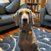 Pretty Fly For A Weim Guy 🇺🇦 (@weimandroses) Twitter profile photo Pretty Fly For A Weim Guy 🇺🇦 (@weimandroses) Twitter profile photo