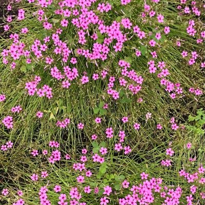 wstaVgm1D381545's profile picture. 50代おばさん