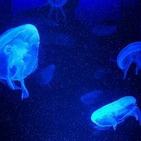 わさわさ (@adghhiyddg) 's Twitter Profile