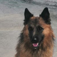 lafenodurmiente (@lafenodurmiente) 's Twitter Profile