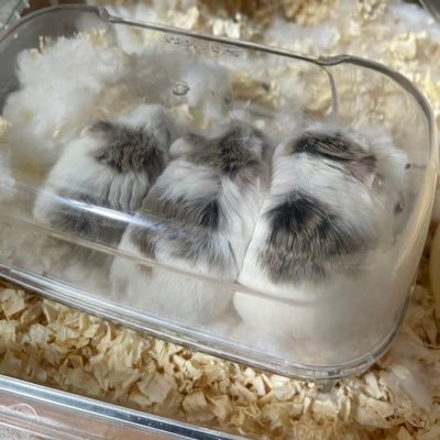 koba0213F's profile picture. 一般大学生