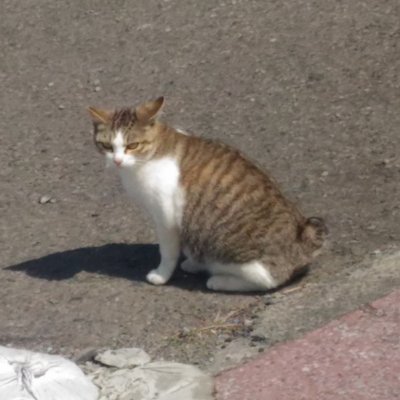 dgzBOfvt68zMsyH's profile picture. 成人済み