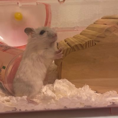 ハムスター飼ってます🐹