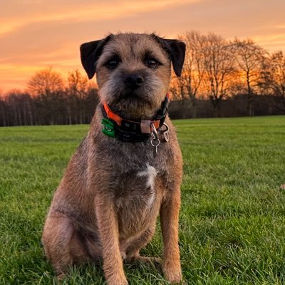 The adventures of gorgeous George the Border Terrier - born 17/7/2020 🐾  my Instagram account is @weebrowndawg