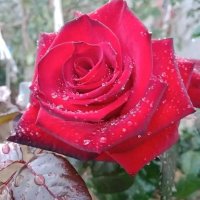 Boubaker (@boubqkertabbabi) Twitter profile photo