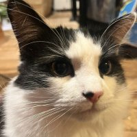 George and Pearl (@georgepearlcats) 's Twitter Profile Photo George and Pearl (@georgepearlcats) 's Twitter Profile Photo