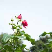 中村 杏 (@naan_tanka) 's Twitter Profile