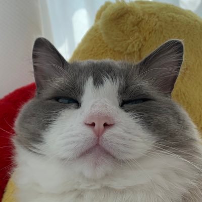 ねこです。（犬も飼ってます） 詳細なプロフィールはLinkedInをご覧ください。