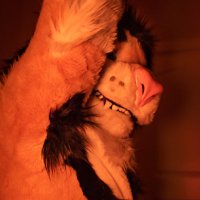 Shiro 🦁 ➡️ LVFC (@supersoakshiro) 's Twitter Profile Photo Shiro 🦁 ➡️ LVFC (@supersoakshiro) 's Twitter Profile Photo