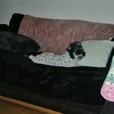 tmrkillen's profile picture. Mum to 3 teenage daughters and a wee female rescue dog who is my shadow. Easily sweet talked with the promise of chocolate🍫