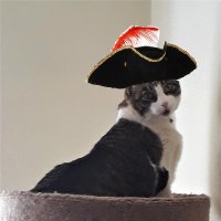 Nora Kittykat(@NoraKitty9) 's Twitter Profile Photo