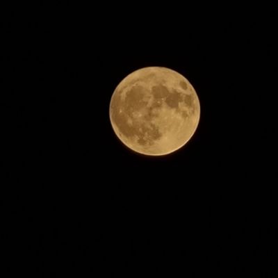 erolyahya1's profile picture. 