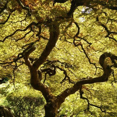 Exploring the World of Arboreal Wonders 🌳 | Embracing the Majesty of Flora | Nature Enthusiast and Storyteller | #TreeTales 🍃✨