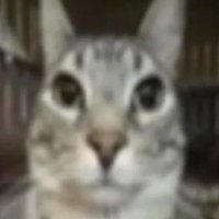 Alice|cleptotwt (@alicetrasto) 's Twitter Profile