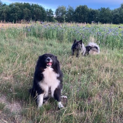 PawSpitzfamily's profile picture. Explore our Spitztactular world, and let our fluffy expressions enchant you. We‘re here to capture your heart & deliver a daily dose of joy🐶❤️