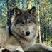 FS 🐺⚪🖤🐺 (@fsumannaru) Twitter profile photo FS 🐺⚪🖤🐺 (@fsumannaru) Twitter profile photo