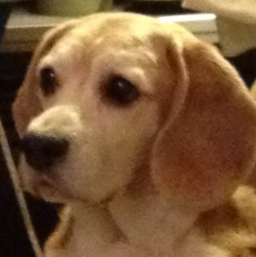 mcr_portuguesa's profile picture. 